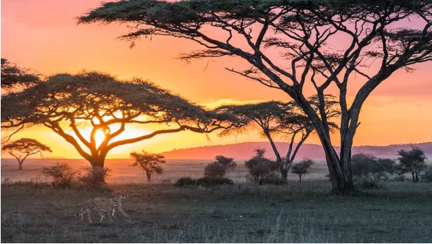 Manyala Lake Manyara Safari Tour: Tanzania's Most Surprisingly Diverse Wildlife ...